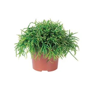 Sukulentinis augalas RIPSALIS 10,5cm