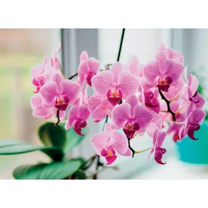 Vazoninė gėlė ORCHIDĖJA MINI keramikiniame vazone