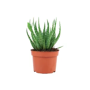 Sukulentas VORINIS ALAVIJAS