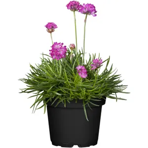Daugiametis galas GVAIZDĖ