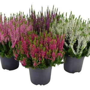 Vienmetis augalas VIRŽIS Beauty Ladies, vazono skersmuo 11 cm