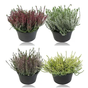 Vienmetis augalas, VIRŽIS Garden Girls, vazono skersmuo 9 cm