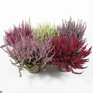 Vienmetis augalas, VIRŽIS Garden Girls, vazono skersmuo 10 cm
