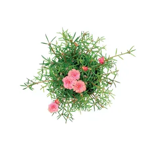 PORTULAKA, vazono skersmuo 13 cm