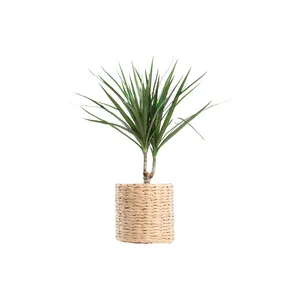 Lapinis augalas DRACENA, vazono skersmuo 17 cm
