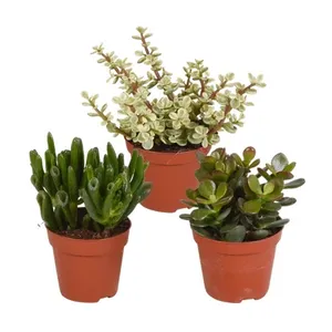 Sukulentinis augalas MIX, vazono skersmuo 8,5 cm