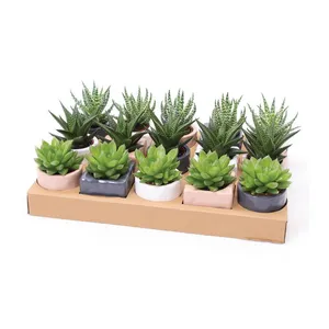 Sukulentas keraminiame vazone