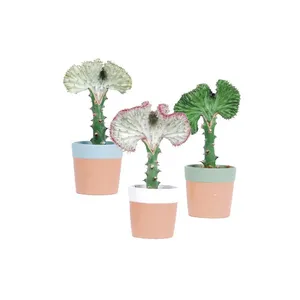 Sukulentis augalas KARPAŽOLĖ