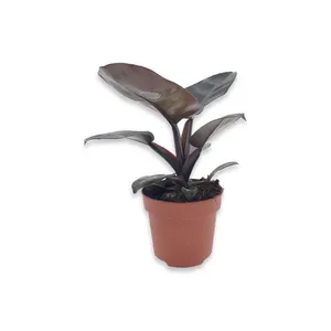 Lapinis augalas, FILODENDRAS