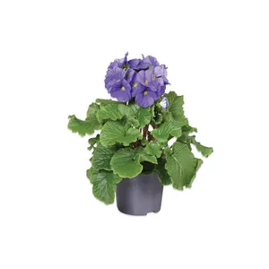 Žydintis augalas RAKTAŽOLĖ TAURIOJI