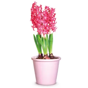 Svogūninis augalas HIACINTAS CHRISTMAS