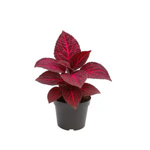 Vazoninis augalas IREZINĖ 