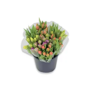 Skintos gėlės TULPĖS PARROT, 35 cm., 10 vnt