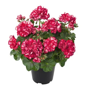 Vienmetis augalas, PELARGONIJA SVYRANTI