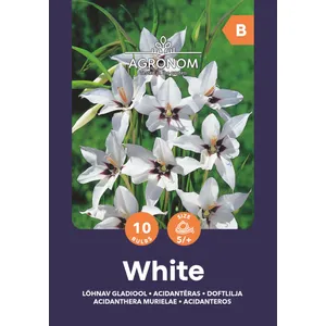 Gėlių svogūnėliai ACIDANTEROS WHITE, 1 vnt.