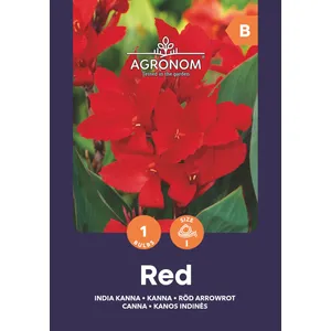 Gėlių svogūnėliai KANOS INDINĖS RED, 1 vnt.
