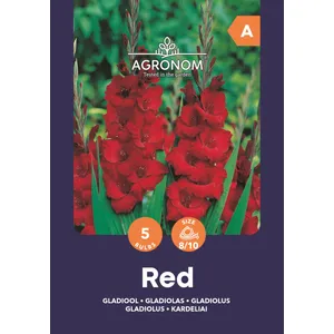 Gėlių svogūnėliai KARDELIAI DIDŽIAŽIEDŽIAI RED, 1 vnt.