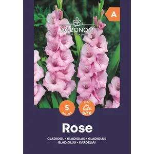 Gėlių svogūnėliai KARDELIAI DIDŽIAŽIEDŽIAI ROSE, 1 vnt.