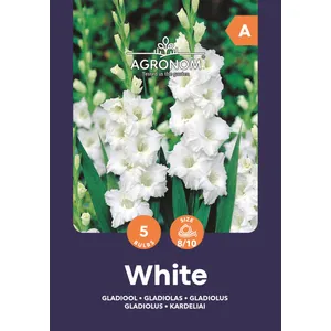 Gėlių svogūnėliai KARDELIAI DIDŽIAŽIEDŽIAI WHITE, 1 vnt.