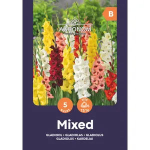 Gėlių svogūnėliai KARDELIAI DIDŽIAŽIEDŽIAI GIANT FLOWERS/MIX, 1 vnt.