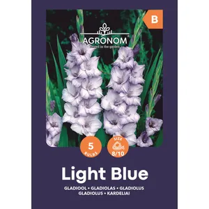 Gėlių svogūnėliai KARDELIAI DIDŽIAŽIEDŽIAI LIGHT BLUE, 1 vnt.