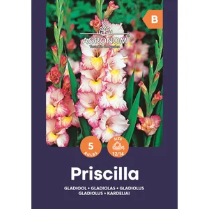Gėlių svogūnėliai KARDELIAI DIDŽIAŽIEDŽIAI PRISCILLA, 1 vnt.