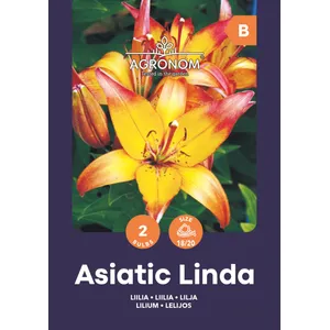 Gėlių svogūnėliai LELIJOS AZIJINĖS LINDA, 1 vnt.