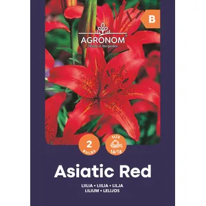 Gėlių svogūnėliai LELIJOS AZIJINĖS RED, 1 vnt.