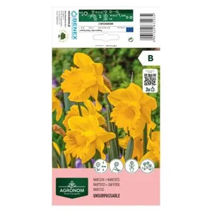 AGRONOM NARCIZAI UNSURPASSABLE 171277