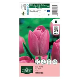AGRONOM TULPĖS TRIUMPH ROSE 170167