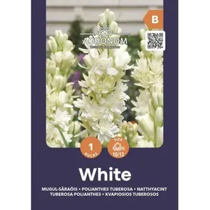 Sėklos tuberosos kvapiosios polianthes tuberosa AGRN  