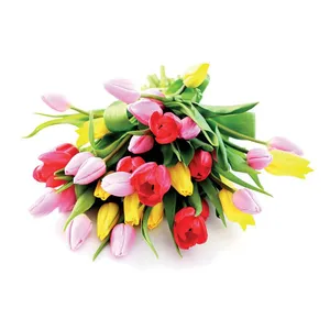 Skintos tulpės BON VIA FLORA, 35 CM, 50 vnt