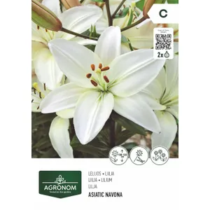 Gėlių svogunėliai AGRONOM LELIJOS AZIJINĖS WHITE/NIGHT