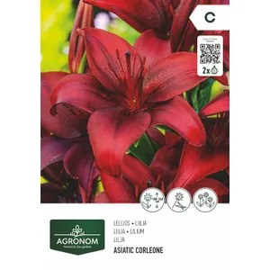 Gėlių svogunėliai AGRONOM LELIJOS AZIJINĖS DARK RED/NIGHT