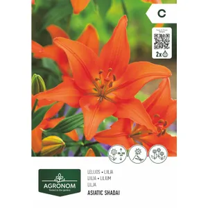 Gėlių svogunėliai AGRONOM LELIJOS AZIJINĖS  SHADAI/NIGHT