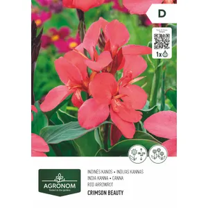 Gėlių svogunėliai AGRONOM KANOS INDINĖS PINK/NIGHT