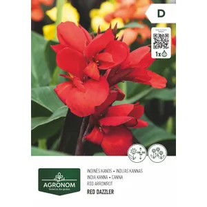 Gėlių svogunėliai AGRONOM KANOS INDINĖS DARK RED/NIGHT