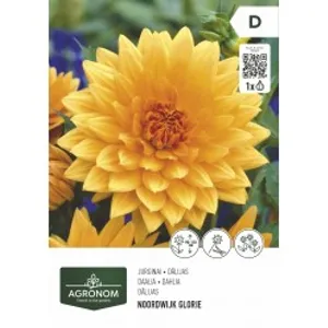 Gėlių svogunėliai AGRONOM JURGINAI DEKORATYVINIAI  NOORDWIJK/NIGHT