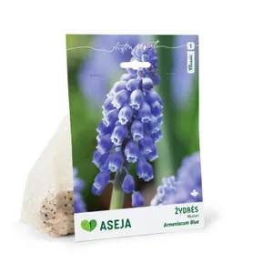 ASĖJA ARMĖNINĖS ŽYDRĖS BLUE SVOGŪNĖLIAI