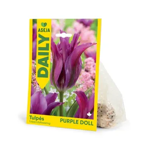 ASĖJA TUPLIŲ PURPLE DOLL SVOGŪNĖLIAI