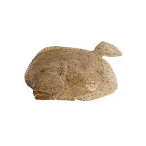Paprastasis otas, skrostas, su galva, 1,5-2 kg, ~10kg