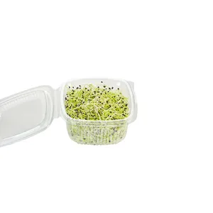 Česnakų daigai 50 g, GN1