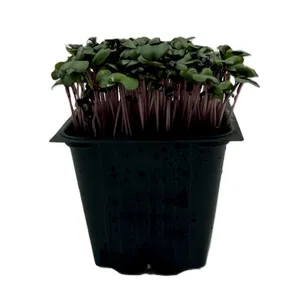 Kopūstas, indelyje, 100 g