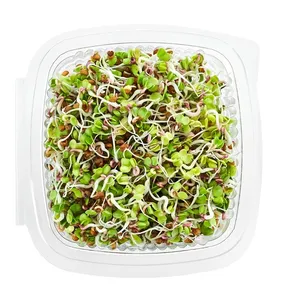 Ridikėlių (Rose) daigai, 50 g