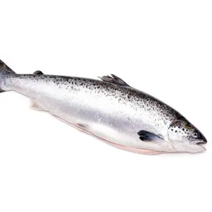 Atvėsintos lašišos, skrostos, 5-6kg