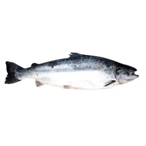 Atvėsinta atlantinė lašiša, su galva, skrosta, 6+ kg