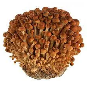 Geltonieji enoki grybai, 200 g