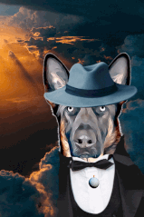 Collection cover image