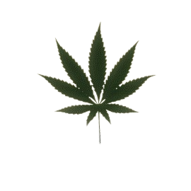 Collection cover image