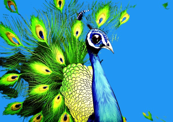 Collection cover image